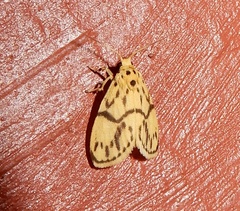 Miltochrista terminospota