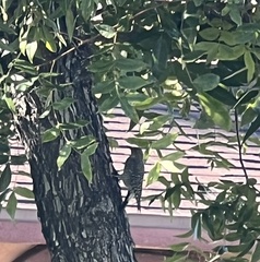 Sphyrapicus thyroideus