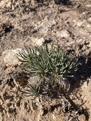 Nerisyrenia linearifolia