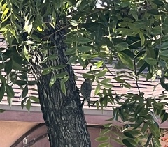 Sphyrapicus thyroideus