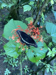 Battus polydamas