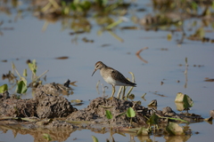 Calidris melanotos
