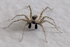 Pardosa pseudoannulata