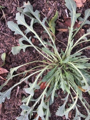 Capsella bursa-pastoris