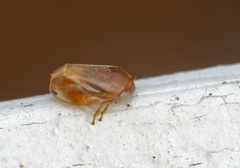 Clastoptera achatina