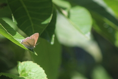 Hypolycaena philippus