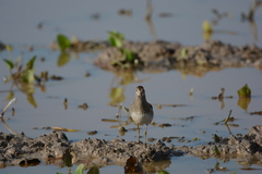 Calidris melanotos