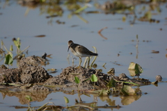 Calidris melanotos
