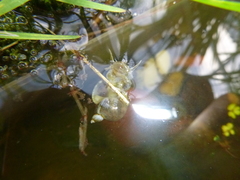 Amphipepleinae