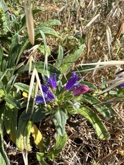 Echium rosulatum davaei