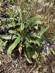 Echium rosulatum davaei
