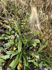 Echium rosulatum davaei