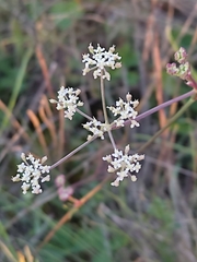Seseli tommasinii