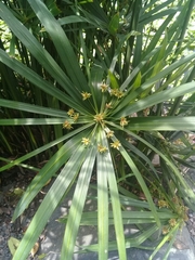 Cyperus alternifolius