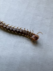 Theatops spinicaudus