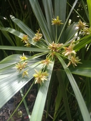Cyperus alternifolius