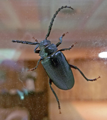 Prionus laticollis