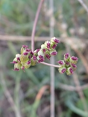 Seseli tommasinii