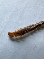 Theatops spinicaudus