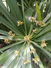 Cyperus alternifolius