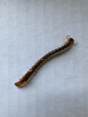 Theatops spinicaudus