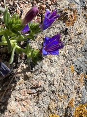 Echium rosulatum davaei