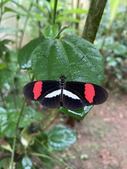 Heliconius melpomene