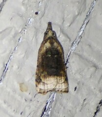 Platynota flavedana
