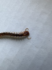 Theatops spinicaudus