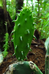 Opuntia cochenillifera
