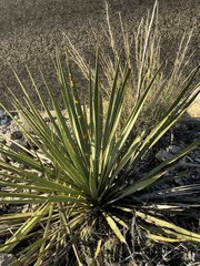 Yucca reverchonii