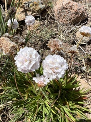 Armeria berlengensis