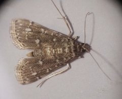 Metoeca nymphulalis