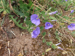 Convolvulus sabatius