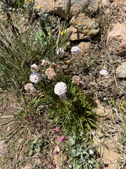 Armeria berlengensis