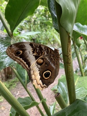 Caligo atreus