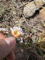 Armeria berlengensis