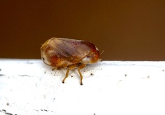 Clastoptera achatina