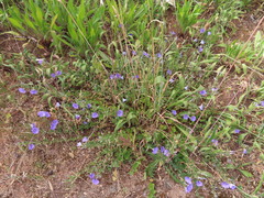 Convolvulus sabatius