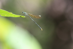 Allocnemis leucosticta