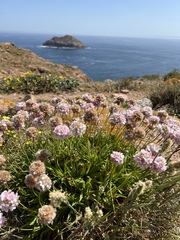 Armeria berlengensis
