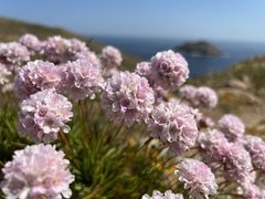 Armeria berlengensis