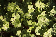 Geranium phaeum