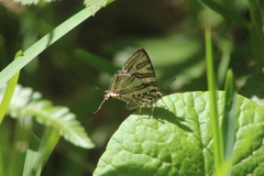 Cigaritis natalensis