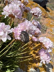 Protaetia morio
