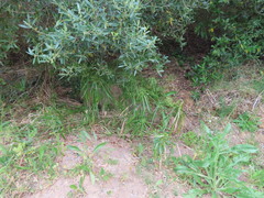 Cyperus textilis
