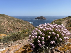 Armeria berlengensis