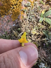 Linaria spartea