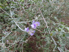 Psoralea hirta