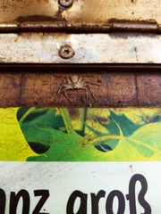 Philodromus margaritatus